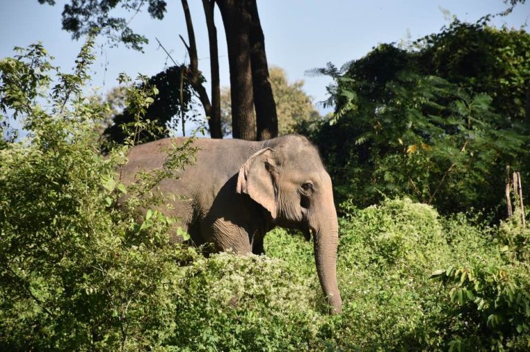 #24 Nuestro viaje a Tailandia y cómo ver elefantes de forma responsable, con Andrea Torres.